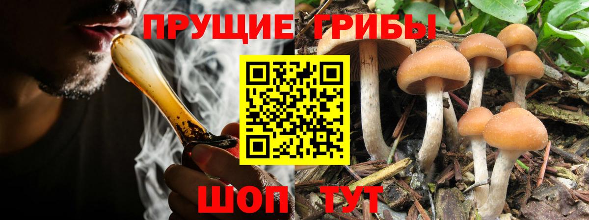 Псилоцибиновые грибы Cubensis  Псилоцибиновые грибы MAGIC MUSHROOMS  купить наркоту  Заречный  Вход с VPN 